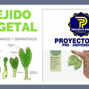 BIOLOGÍA-TEJIDOS VEGETALES