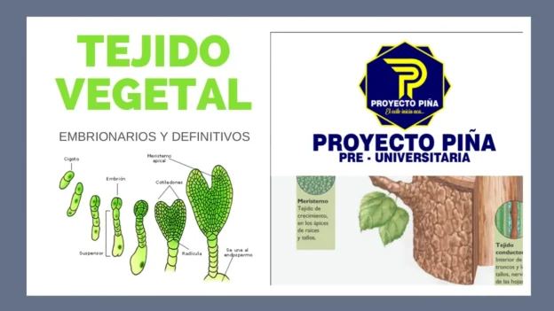 BIOLOGÍA-TEJIDOS VEGETALES